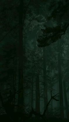 a dark forest filled with lots of tall trees