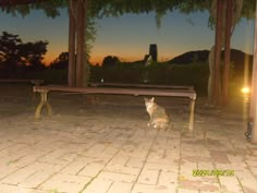 Beautiful sunset film photo with a cat in South Korea Film Camera Photography Aesthetic, Digital Camera Photos Aesthetic, Digital Camera Photos Poses, Camcorder Photography, Digital Camera Aesthetic Photos, Digicam Photography, Aesthetic Digital Camera, Photography Scenery