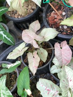 several potted plants with pink and green leaves