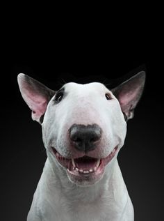 a white bull terrier dog smiling and looking at the camera on a black background