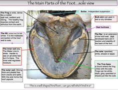 the main parts of the foot sole view are labeled in red and green text below