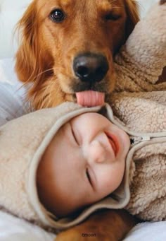 a brown dog laying on top of a bed next to a baby sleeping in a blanket