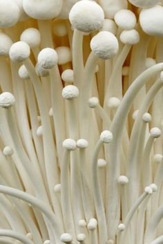 close up view of white mushrooms growing on the ground with long thin stems and small round, spiky caps