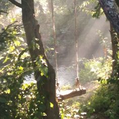 a tree swing suspended over a river in the middle of a forest with sunlight streaming through the trees