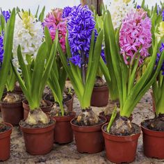 many potted plants with purple flowers in them