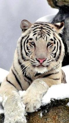 a white tiger sitting on top of snow covered rocks