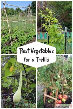 several different types of vegetables growing in a garden with the words best vegetables for a trellis