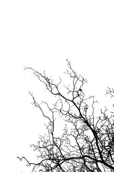 black and white photograph of tree branches with no leaves