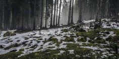 snow covered ground in the middle of a forest with trees and grass on both sides