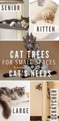 cat trees for small spaces and cats need lots of space