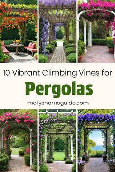 the top ten vibrant climbing vines for pergolas in many different styles and colors