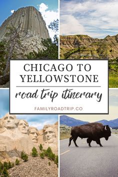 chicago to yellowstone road trip itinerary with images of bison, mountains and trees