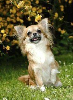 a small brown and white dog sitting in the grass with yellow flowers on it's head