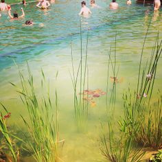 many people are swimming in the water near some tall grass and flowers on the shore