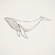 a black and white drawing of a humpback whale