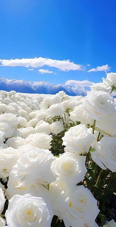 white roses are in the foreground with mountains in the background and blue skies above