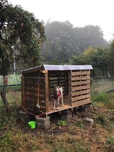 two dogs in a small dog house made out of pallets and wooden planks