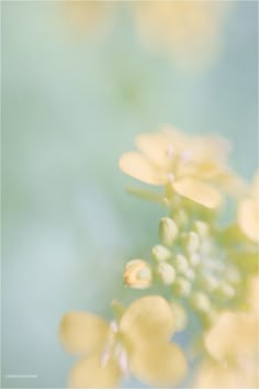 a close up view of some yellow flowers