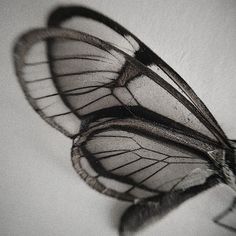 a black and white photo of a butterfly with wings spread out, resting on a wall