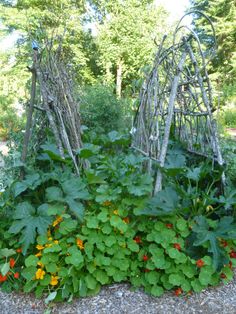 a garden filled with lots of green plants and flowers next to some wooden sticks on the ground