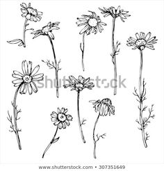 hand drawn daisies and other wildflowers on a white background, black and white