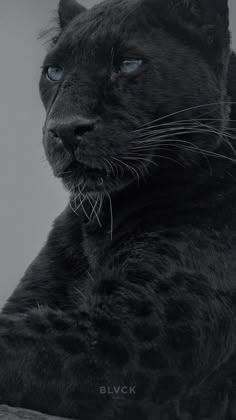 a black cat with blue eyes sitting on a table