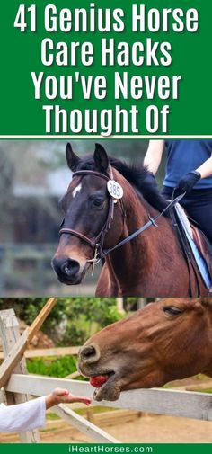 Horse Maintenance, Mini Horse Barn, Healthy Fudge