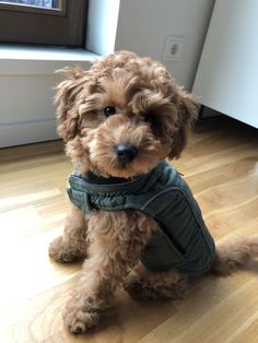 a small brown dog sitting on top of a hard wood floor next to a window