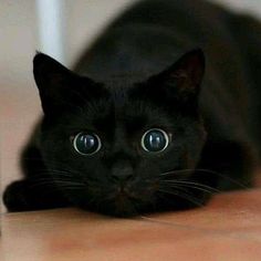 a black cat laying on top of a wooden floor