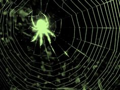 a green spider web in the middle of it's web with light shining on it