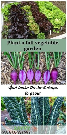 different types of vegetables growing in the garden with text overlay that reads, plant a fall vegetable garden and learn the best crops to grow