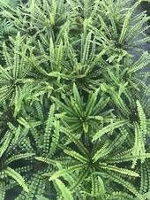 a close up of a plant with lots of green leaves in the middle of it