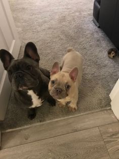 two small dogs sitting on the floor next to each other in front of a door