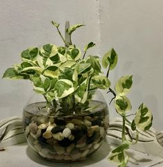 a glass bowl filled with rocks and plants