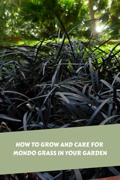 How To Grow And Care For Mondo Grass In Your Garden Grass Between Pavers, Black Mondo, Landscaping Projects, Grasses Landscaping