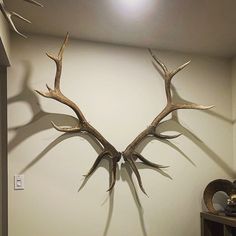 the antlers on the wall are very large