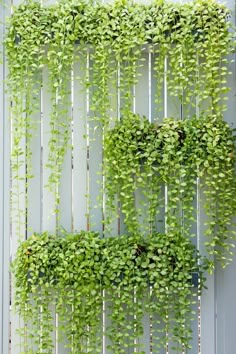 some green plants are growing on the side of a building with white siding and metal bars