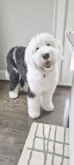 a small white dog standing on top of a hard wood floor next to a door