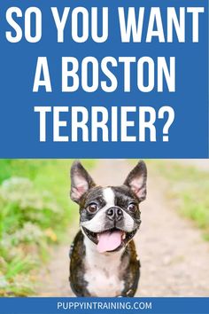 a boston terrier with the caption so you want a boston terrier?