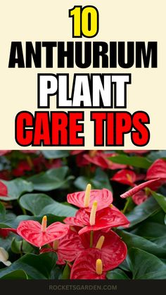 red flowers with text overlay that says 10 anthrum plant care tips