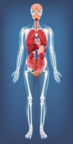 the human body is shown with organs and muscles highlighted in this image, it appears to be an illustration