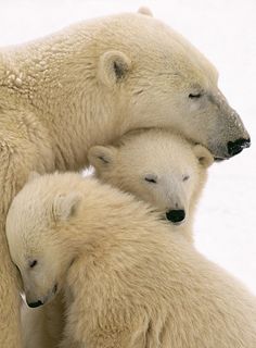 an adult polar bear with two cubs sitting on the snow in front of white background