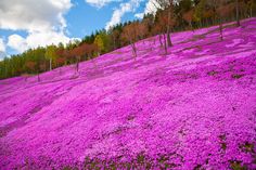 purple flowers blooming on the ground in front of trees and hills with blue sky