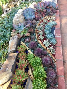 many different types of succulents in a garden