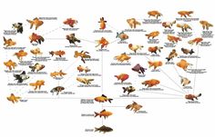 an animal map with different types of animals