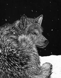 a black and white drawing of a wolf sitting on the snow with stars in the background