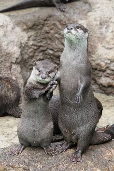 two otters are standing on their hind legs