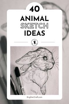 the top 10 animal sketch ideas for beginners to use in their art projects, including pencil