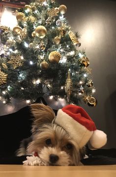 a small dog wearing a santa hat next to a christmas tree