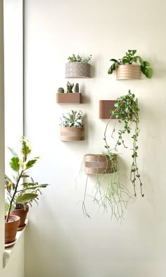 some plants are hanging on the wall and there is no image here to provide a caption for